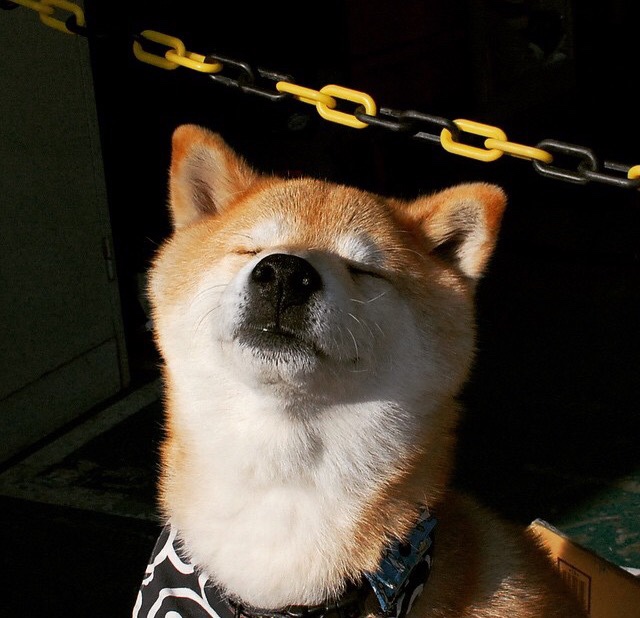 Jiu You-掘金主场再胜约基奇连续大三双，掘金约基奇合同