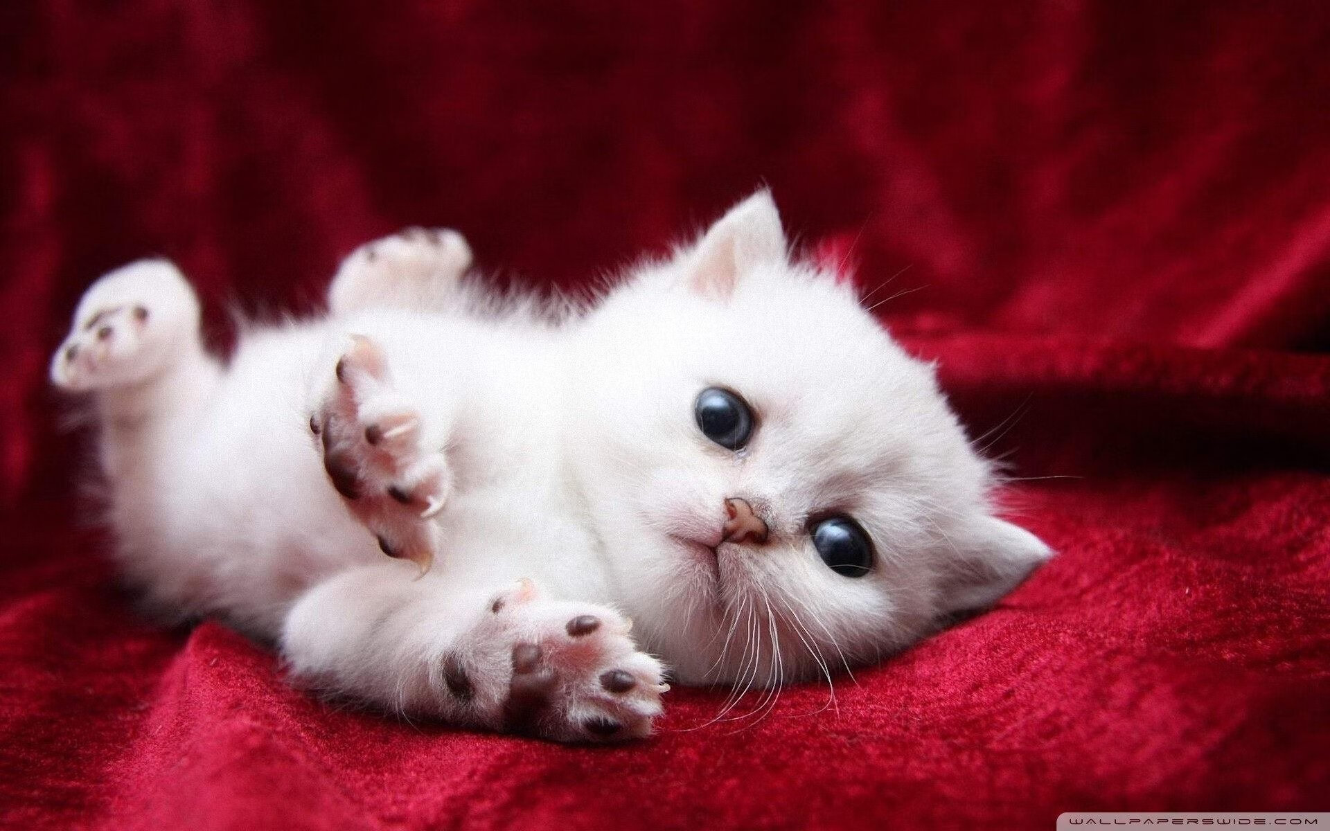 九游网页版官网入口-明星运动员公益行动广受好评，明星公益活动有哪些