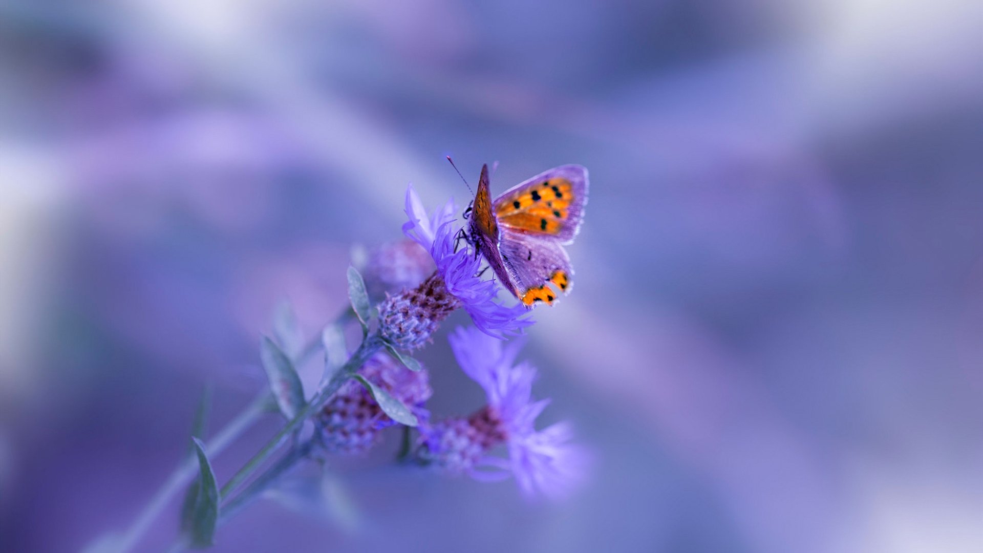 九游登录中心-羽毛球国家队测试战术适应能力模型，国家队羽毛球体能测试