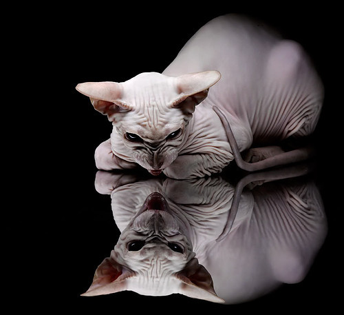 九游官网pc-国家队后场战术演练加强快攻组织与第一传精准性训练，后场进攻的关键